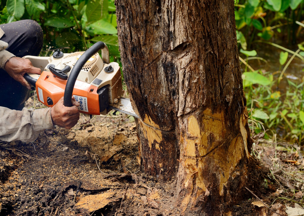 Tree Removal Permit Vancouver & Portland | Zapps