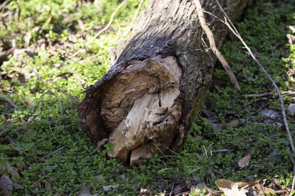 Broken tree log lying on clovers in a lawn, Fallen Tree, Emergency Tree Removal in Washington | Zapps Tree & Yard