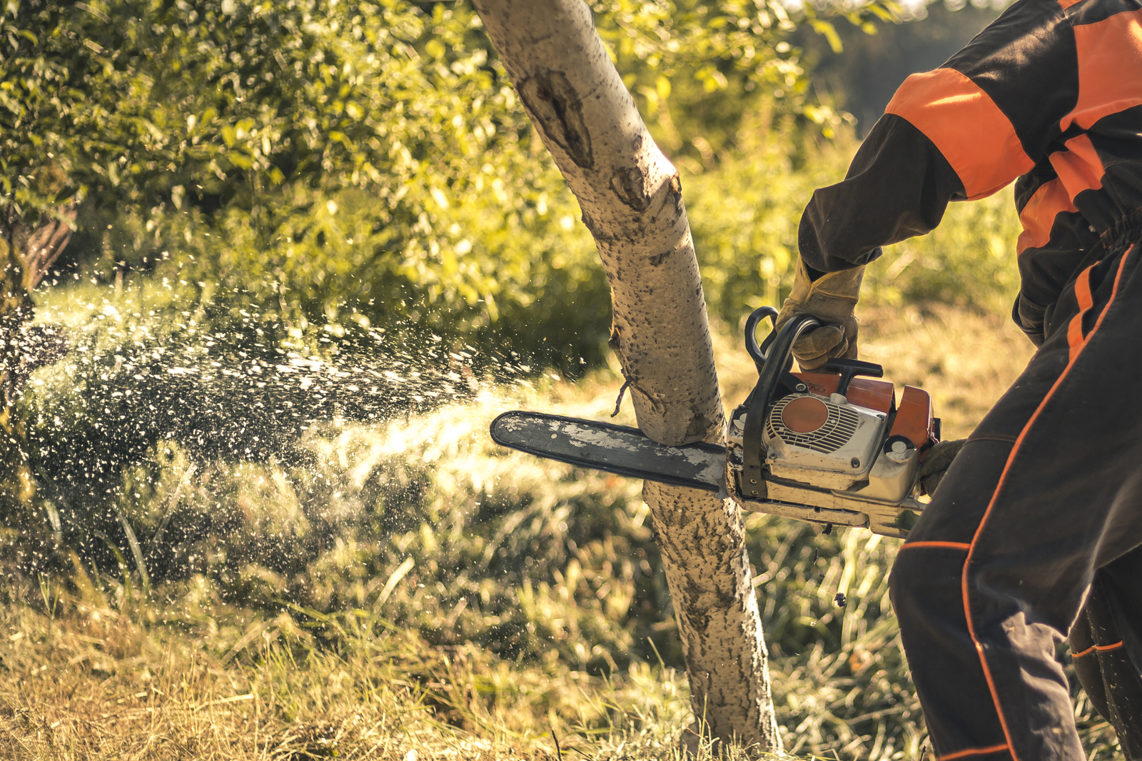 Tree Removal Vancouver WA | Zapps Tree & Yard Services