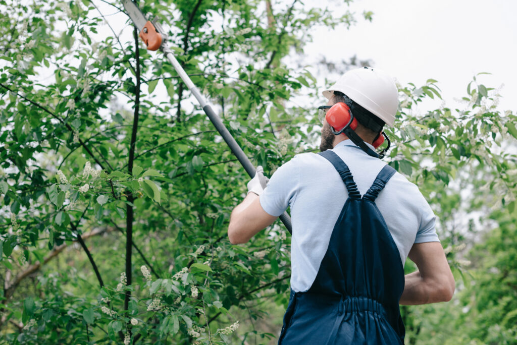 Tree Trimming vs Pruning | Zapps Tree & Yard Services
