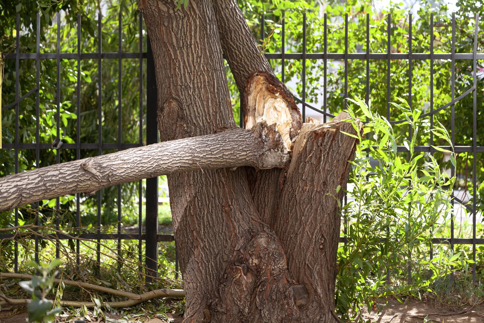 Broken trunk of an old willow. 7 Signs a Tree Needs to Be Removed | Zapps Tree & Yard