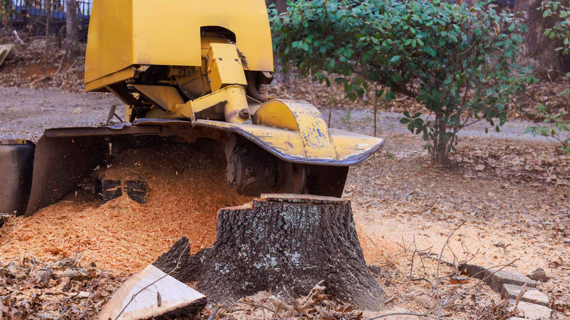 Stump Grinding & Removal Services in Vancouver, WA