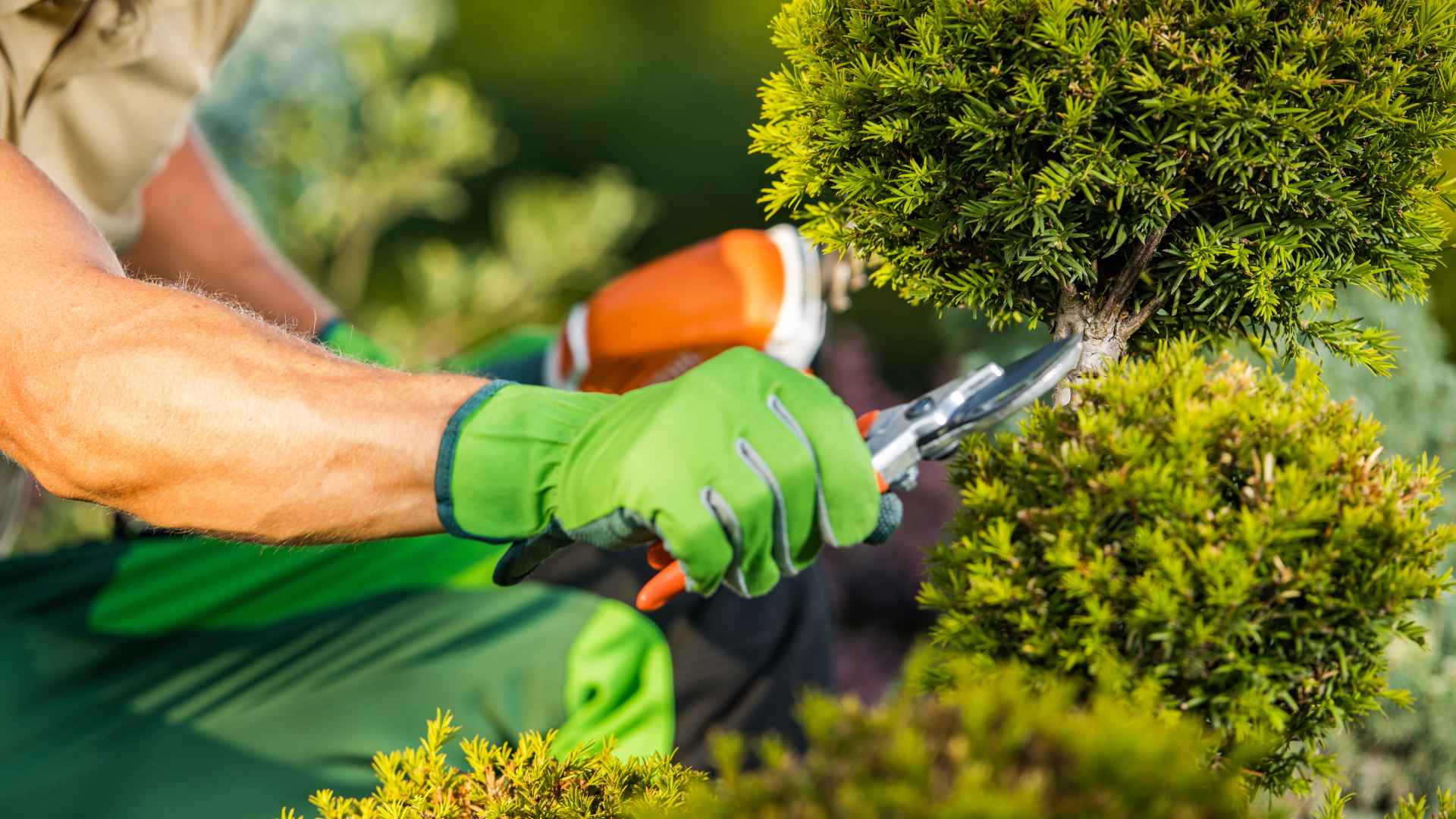 Summer Tree Care in Vancouver_ Signs Your Trees Need Attention Before Fall