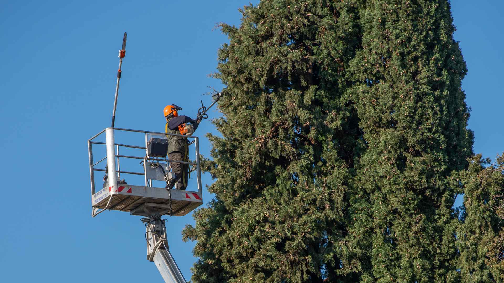 Tree Thinning & Tree Raising Services in Vancouver, WA