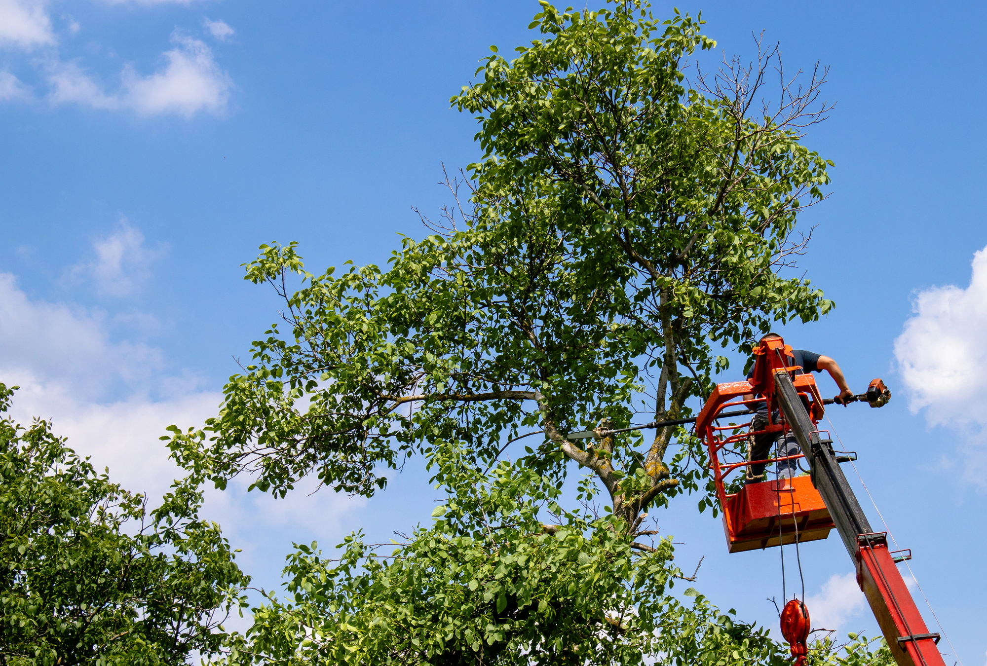 Tree Trimming Vancouver WA | Zapps Tree & Yard Services
